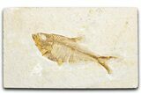 Detailed Fossil Fish (Diplomystus) - Wyoming #340129-1